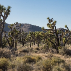 Joshua Trees