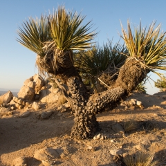 Joshua Tree