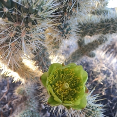 Cactus Flower