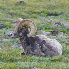 Bighorn Sheep