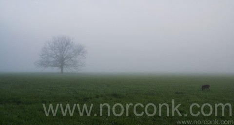 Cades Cove Fog