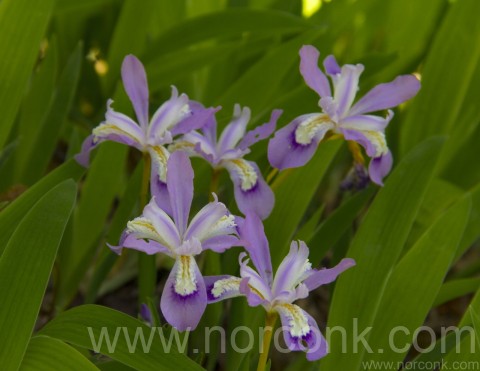 Dwarf Crested iris