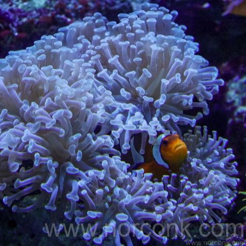 Clown fish & Anemone