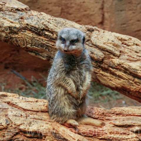 Meerkat