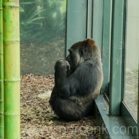 Wenstern Lowland Gorilla