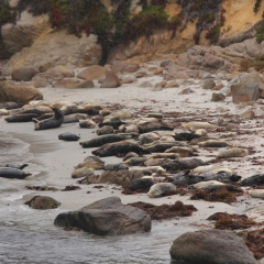 Harbor Seals