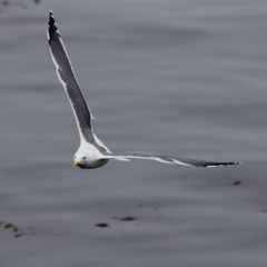 Gull