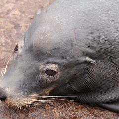 Same sea lion