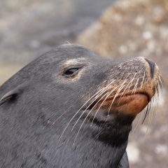 Sea lion...one more