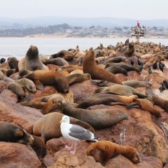 Sea lions' rough life