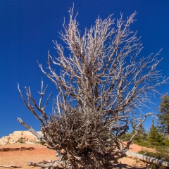 Bryce Canyon Bristle Cone Pines