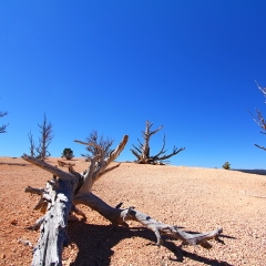 Bryce Canyon Bristle Cone Pines