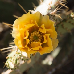 Cactus Flower