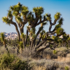 Joshua Trees