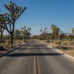 Joshua Trees