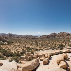 Joshua Trees