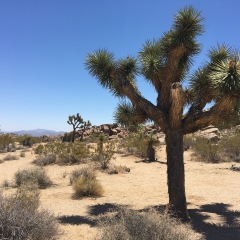 Joshua Trees