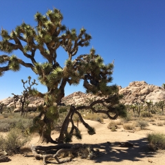 Joshua Trees