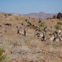 Big Horn Sheep