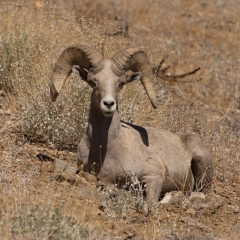 Big Horn Sheep