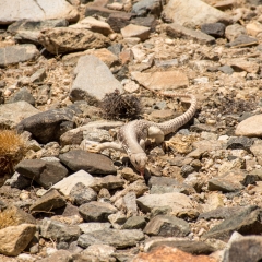 Desert Iguana