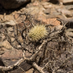 Jumping Cholla