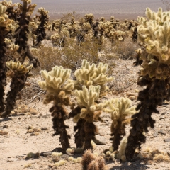 Jumping Cholla