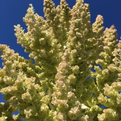 Mojave Yucca