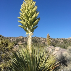 Mojave Yucca