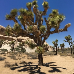 Joshua Trees