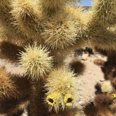 Jumping Cholla