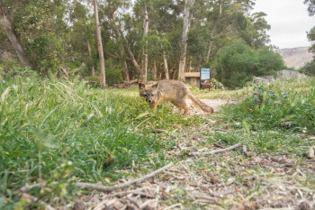 Island Fox