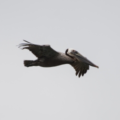 Brown Pelican