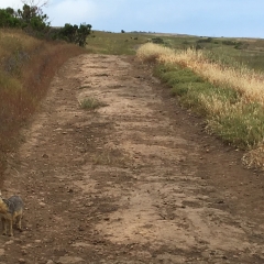 Island Fox