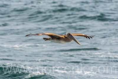 Brown Pelican