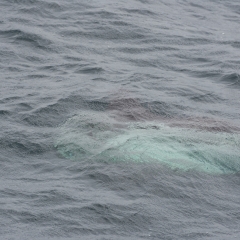 Mola Mola