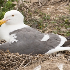 Gull & Chick