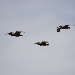 Brown Pelicans