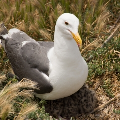 Gull & Chicks