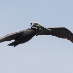 Brown Pelican