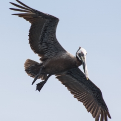 Brown Pelican