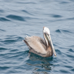 Brown Pelican