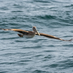 Brown Pelican