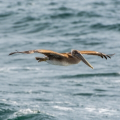 Brown Pelican