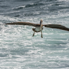 Brown Pelican