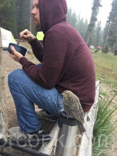 Bird Wanted my Oats