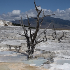 Mammoth Hot Springs