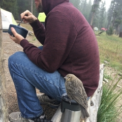 Bird Wanted my Oats