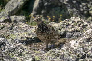 Ptarmigan