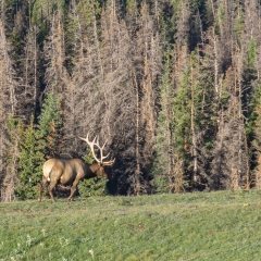 Elk